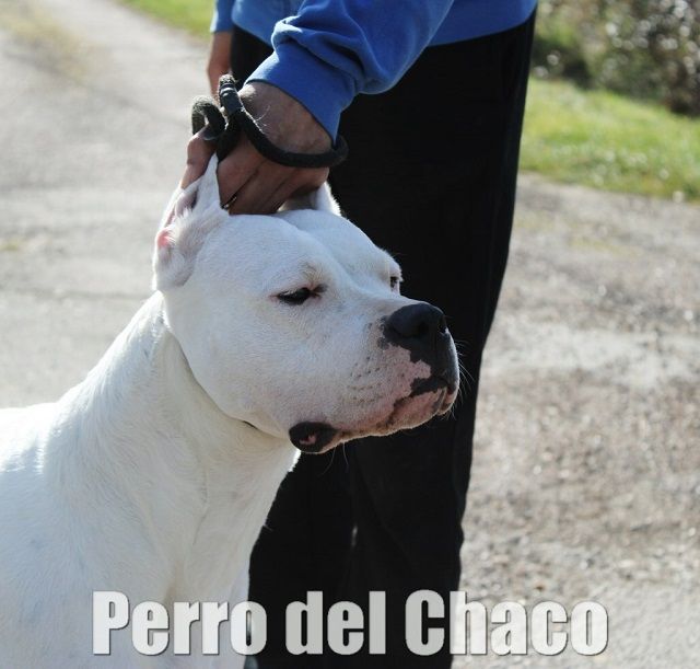 CH. Perro del Chaco Scandale
