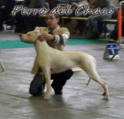 Perro del Chaco - COURTRAI 2012