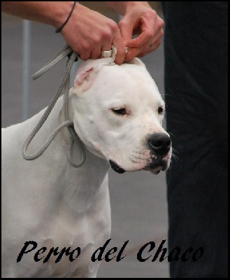 Perro del Chaco - Chateauroux 2011