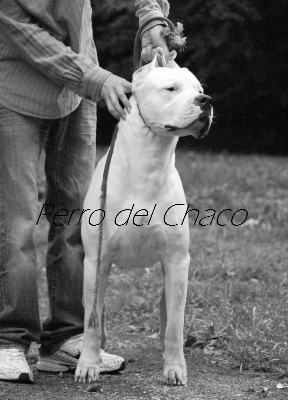 Perro del Chaco - Nouvelles photos !!