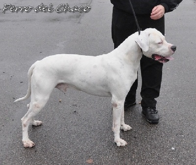 Perro del Chaco - Exposition Nationale Dieppe 2013