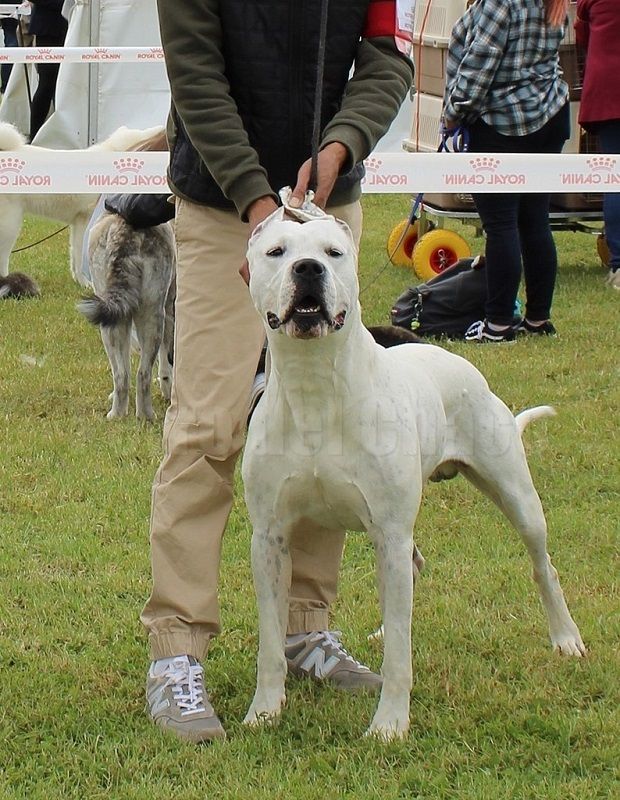 Perro del Chaco - CACS EVREUX 2022 SPECIALE DE RACE