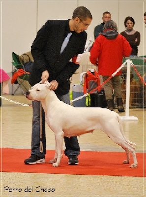 Perro del Chaco - Internationale CACIB TROYES 2014 ...