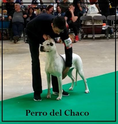 Perro del Chaco - DOLE INTERNATIONALE 2019