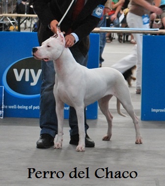 Perro del Chaco - Mechelen 2011