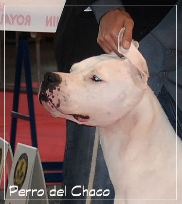 Perro del Chaco - Internationale AMIENS 2014