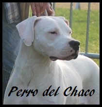 Perro del Chaco - Flixecourt 2011