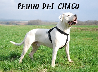 Perro del Chaco - CACIB AMIENS 2010