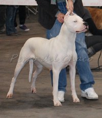 Perro del Chaco - Troyes 2012