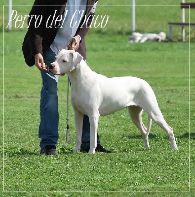 Perro del Chaco - Nationale élevage Dogue argentin 2012