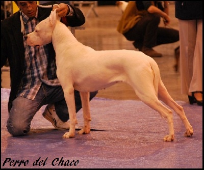 Perro del Chaco - Dreux 2011 Spéciale de Race