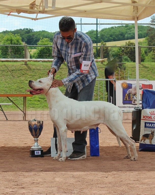 Perro del Chaco - REGIONALE AFSDA 2019