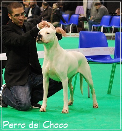 Perro del Chaco - Internationale CACIB DOUAI 2014