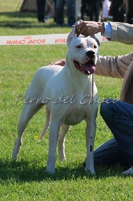 Perro del Chaco - Bailleul (60)