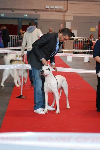 Perro del Chaco - Exposition Internationale AMIENS 2016