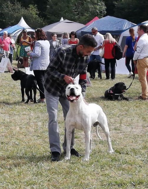 Perro del Chaco - CHAMPIONNAT DE FRANCE 2021