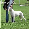  - Nationale élevage Dogue argentin 2012
