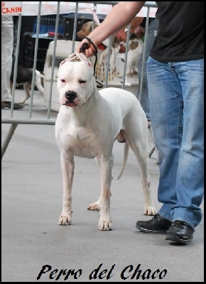 Perro del Chaco - Pontoise 2011