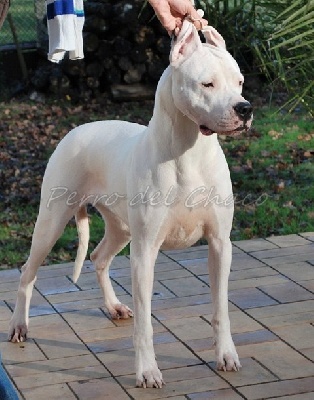 Perro del Chaco - Perro del Chaco Féerie Taita ...