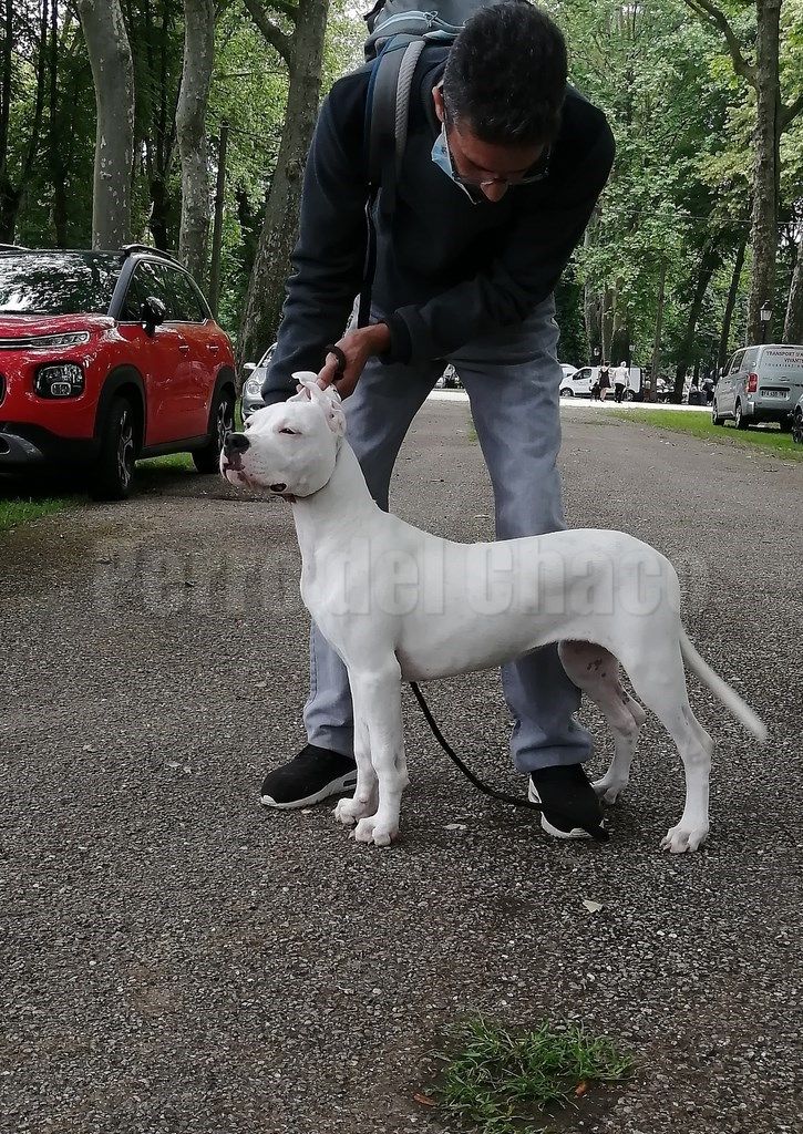 Perro del Chaco - CACS JOINVILLE 2021