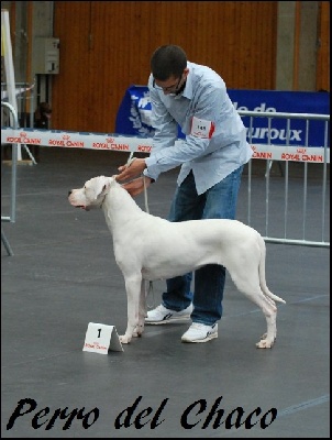 Perro del Chaco - Chateauroux 2011