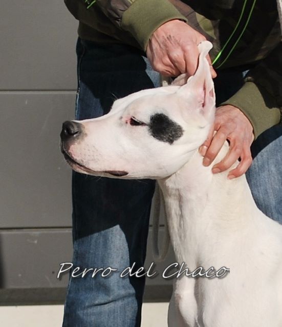 Perro del Chaco - EXPO INTERNATIONALE TROYES 2015