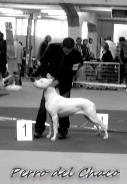 Perro del Chaco - ORLEANS 2012 SPECIALE DE RACE 