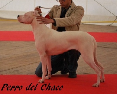 Perro del Chaco - Bourges 2011