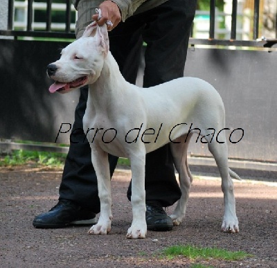 Perro del Chaco - Du nouveau à l'élevage...