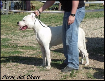 Perro del Chaco - Evreux 2011