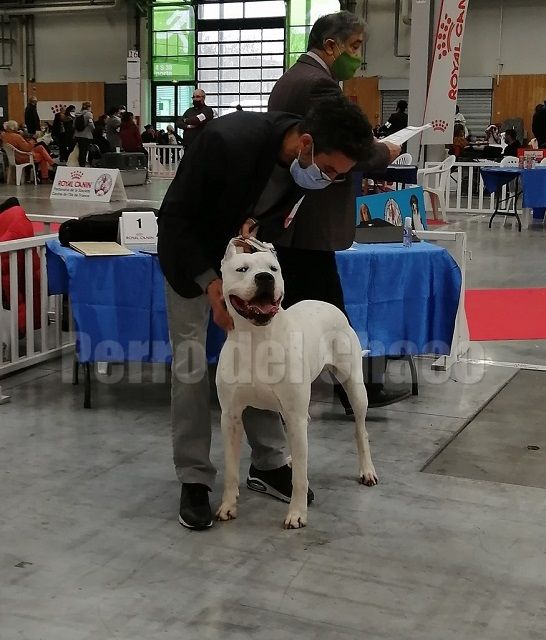 Perro del Chaco - PARIS DOGSHOW 2022