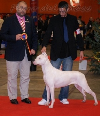 Perro del Chaco - BRUXELLES DOGSHOW 2012