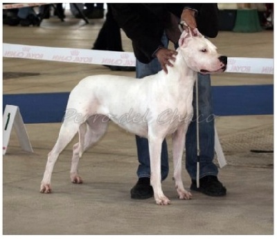 Perro del Chaco - Metz 2011