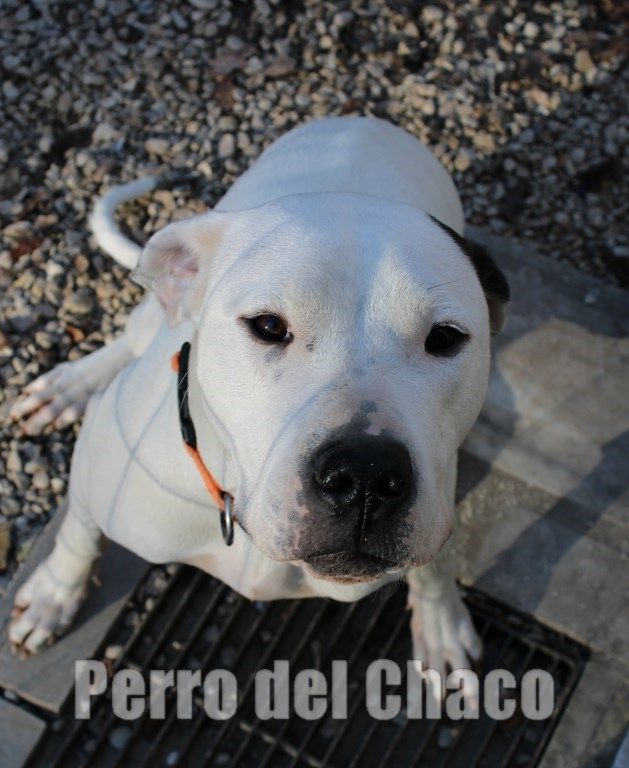 Perro del Chaco Poppin's