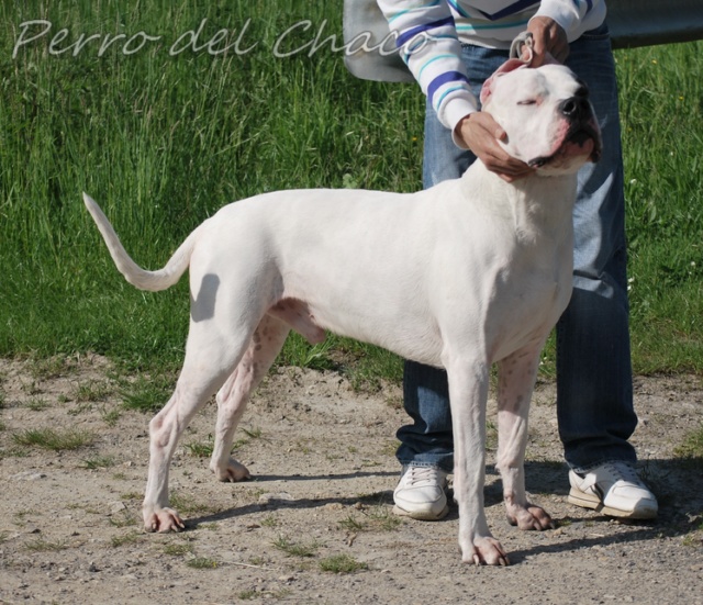 Perro del Chaco Destino